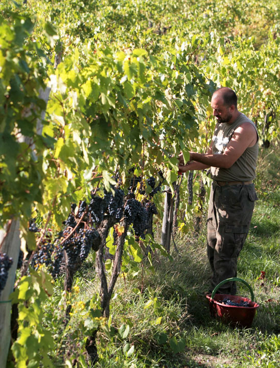 I nostri vigneti, una ricchezza contemporanea